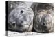 Southern Elephant Seal Males are Social after the Breeding Season-Martin Zwick-Premier Image Canvas