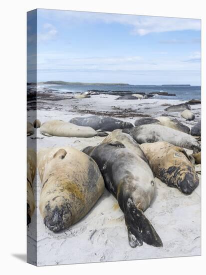 Southern Elephant Seal Males on Sandy Beach, Falkland Islands-Martin Zwick-Premier Image Canvas