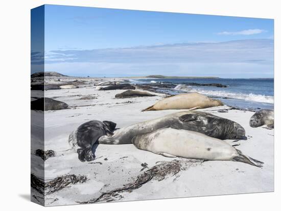 Southern Elephant Seal Males on Sandy Beach, Falkland Islands-Martin Zwick-Premier Image Canvas