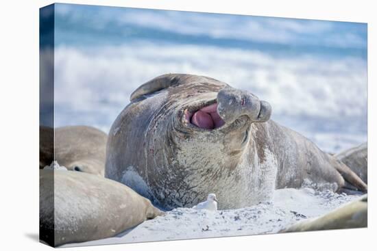 Southern elephant seal (Mirounga leonina) male on a sandy beach, Sea Lion Island, Falkland Islands-Marco Simoni-Premier Image Canvas