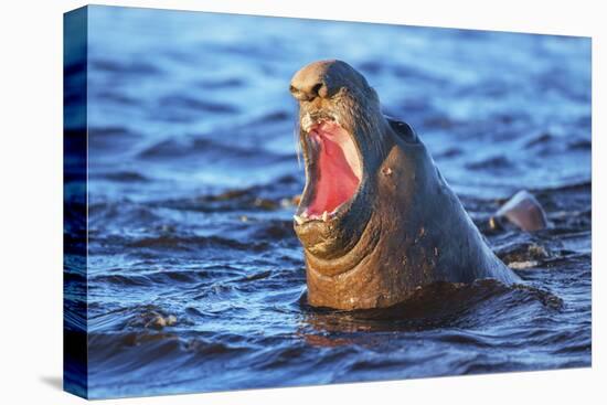 Southern elephant seal (Mirounga leonina) male roaring, Sea Lion Island-Marco Simoni-Premier Image Canvas