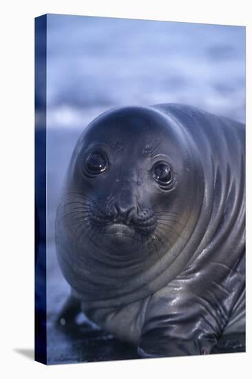 Southern Elephant Seal Pup-DLILLC-Premier Image Canvas