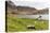 Southern Elephant Seal Pups (Mirounga Leonina) after Being Weaned, Grytviken Harbor, South Georgia-Michael Nolan-Premier Image Canvas