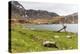 Southern Elephant Seal Pups (Mirounga Leonina) after Being Weaned, Grytviken Harbor, South Georgia-Michael Nolan-Premier Image Canvas