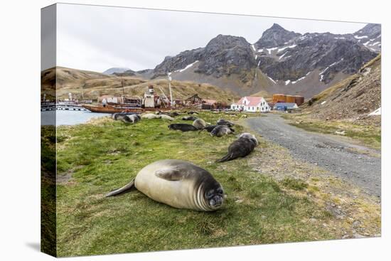 Southern Elephant Seal Pups (Mirounga Leonina) after Weaning in Grytviken Harbor, South Georgia-Michael Nolan-Premier Image Canvas