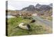 Southern Elephant Seal Pups (Mirounga Leonina) after Weaning in Grytviken Harbor, South Georgia-Michael Nolan-Premier Image Canvas