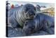 Southern Elephant Seal Pups (Mirounga Leonina), Gold Harbor, South Georgia, Polar Regions-Michael Nolan-Premier Image Canvas