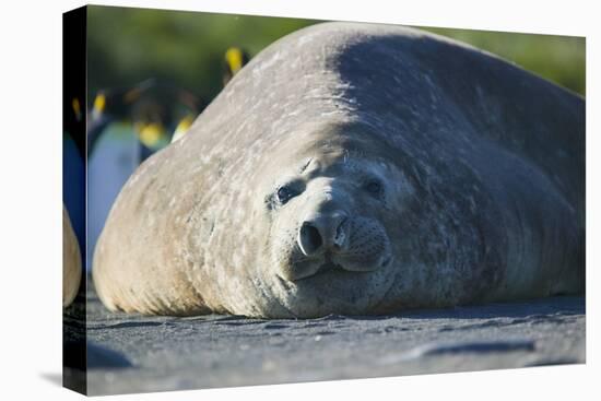 Southern Elephant Seal Relaxing in the Sand-DLILLC-Premier Image Canvas