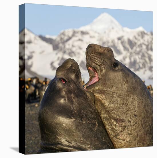 Southern elephant seal, two males fighting. St Andrews Bay, South Georgia-Tony Heald-Premier Image Canvas