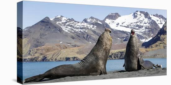 Southern elephant seal, two males threatening one another. Gold Harbour, South Georgia-Tony Heald-Premier Image Canvas