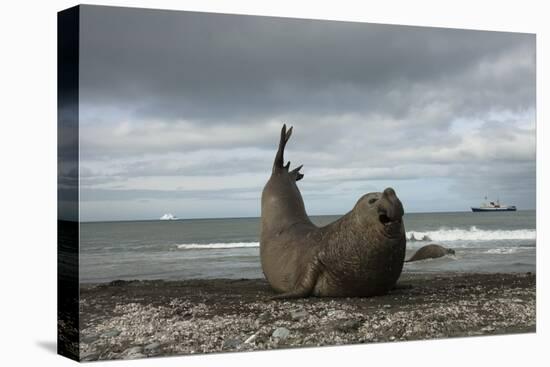 Southern Elephant Seal-Joe McDonald-Premier Image Canvas