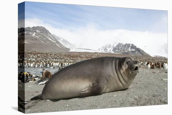 Southern Elephant Seal-Joe McDonald-Premier Image Canvas