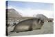 Southern Elephant Seal-Joe McDonald-Premier Image Canvas