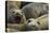 Southern Elephant Seal-Joe McDonald-Premier Image Canvas