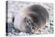 Southern Elephant Seal-DLILLC-Premier Image Canvas