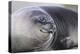 Southern Elephant Seal-DLILLC-Premier Image Canvas