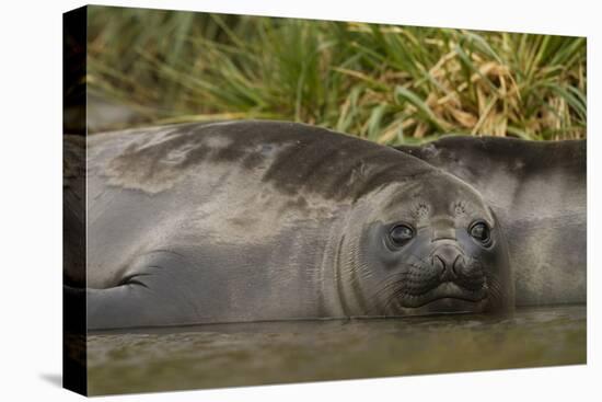 Southern Elephant Seal-Joe McDonald-Premier Image Canvas