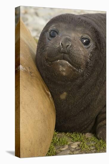 Southern Elephant Seal-Joe McDonald-Premier Image Canvas