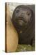 Southern Elephant Seal-Joe McDonald-Premier Image Canvas