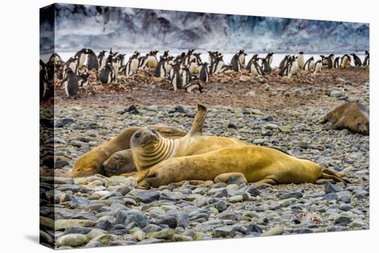 Southern elephant seals and Gentoo Penguin rookery, Yankee Harbor, Greenwich Island, Antarctica.-William Perry-Premier Image Canvas