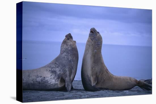 Southern Elephant Seals Fighting-DLILLC-Premier Image Canvas