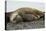 Southern Elephant Seals Mating-Joe McDonald-Premier Image Canvas