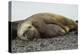 Southern Elephant Seals Mating-Joe McDonald-Premier Image Canvas