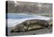 Southern Elephant Seals (Mirounga Leonina) Mating, St. Andrews Bay, South Georgia, Polar Regions-Michael Nolan-Premier Image Canvas