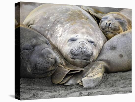 Southern elephant seals (Mirounga leonina), molting on the beach at Gold Harbour, South Georgia-Michael Nolan-Premier Image Canvas