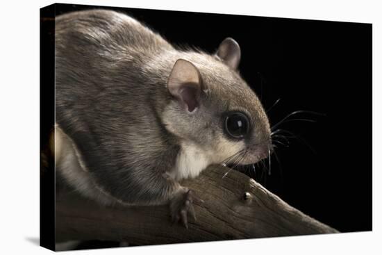 Southern Flying Squirrel, Controlled Situation, Florida-Maresa Pryor-Premier Image Canvas