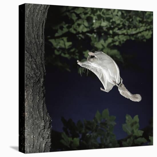 Southern Flying Squirrel (Glaucomys Volans) Landing on Tree Trunk, Captive-null-Premier Image Canvas