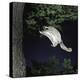 Southern Flying Squirrel (Glaucomys Volans) Landing on Tree Trunk, Captive-null-Premier Image Canvas