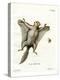 Southern Flying Squirrel-null-Premier Image Canvas