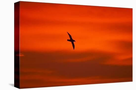 Southern Giant Petrel in Flight at Sunset-null-Premier Image Canvas