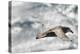 Southern Giant Petrel-Joe McDonald-Premier Image Canvas