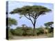 Southern Giraffe and Acacia Tree, Okavango Delta, Botswana-Pete Oxford-Premier Image Canvas