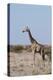 Southern Giraffe, Central Kalahari National Park, Botswana-Sergio Pitamitz-Premier Image Canvas