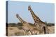 Southern Giraffe, Central Kalahari National Park, Botswana-Sergio Pitamitz-Premier Image Canvas