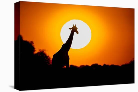 Southern Giraffe (Giraffa camelopardalis) at sunset, Etosha National Park, Namibia-null-Premier Image Canvas