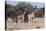 Southern Giraffe (Giraffa Camelopardalis), Mashatu Game Reserve, Botswana, Africa-Sergio-Premier Image Canvas