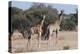 Southern Giraffe (Giraffa Camelopardalis), Mashatu Game Reserve, Botswana, Africa-Sergio-Premier Image Canvas