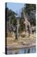 Southern Giraffe, Khwai Concession, Okavango Delta, Botswana-Sergio Pitamitz-Premier Image Canvas