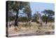 Southern Giraffe, Khwai Concession, Okavango Delta, Botswana-Sergio Pitamitz-Premier Image Canvas