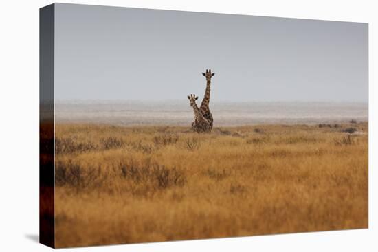 Southern Giraffes, Giraffa Camelopardalis Giraffa, Walking Through Grassland-Alex Saberi-Premier Image Canvas