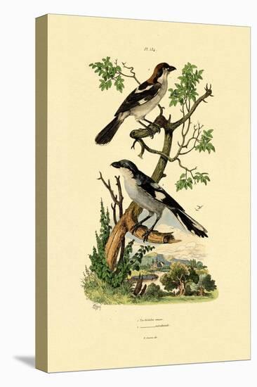 Southern Grey Shrike, 1833-39-null-Premier Image Canvas