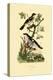 Southern Grey Shrike, 1833-39-null-Premier Image Canvas