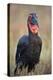 Southern Ground-Hornbill (Ground Hornbill) (Bucorvus Leadbeateri)-James Hager-Premier Image Canvas