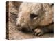 Southern Hairy Nosed Wombat, Australia-David Wall-Premier Image Canvas