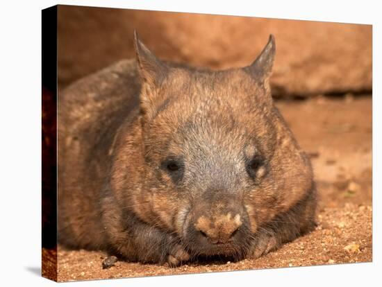 Southern Hairy-Nosed Wombat, Australia-David Wall-Premier Image Canvas