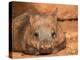 Southern Hairy-Nosed Wombat, Australia-David Wall-Premier Image Canvas